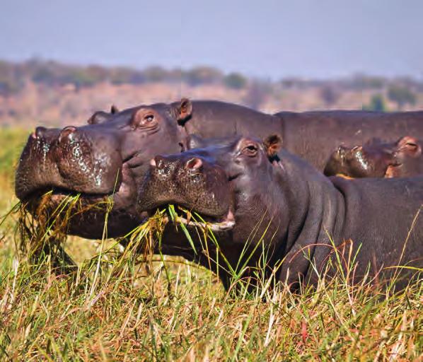 Hippo-Trio im Chobe Nationalpark. Diesen erleben Sie per Jeep und Boot ganz ausführlich!