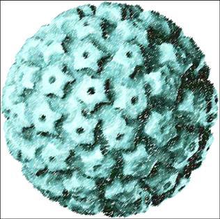 Was ist HPV? Humane Papillomaviren Sind weit verbreitet und sehr ansteckend. Können die Haut und Schleimhaut befallen.