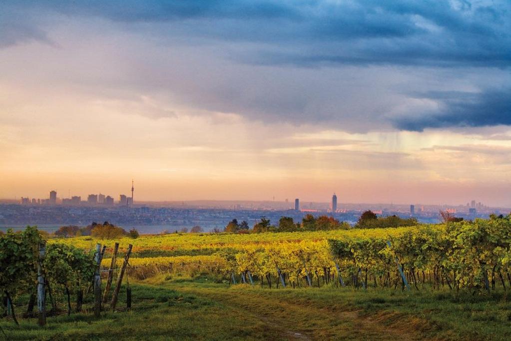 WIENER WEIN VIENNESE WINE Keine andere Stadt weltweit hat größere Weingärten innerhalb der Stadtgrenze als Wien.