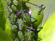 Blattläuse Aphidina Sie gehören zu den großen Gewinnern der Evolution: Seit etwa 280 Millionen Jahren krabbeln Blattläuse über die Erde und es gibt weltweit