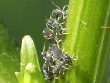 Wie alle Insekten haben sie sechs Beine. Sie werden etwa drei bis sieben Millimeter groß.