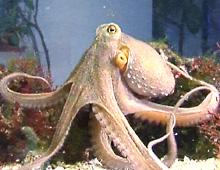 Krake Octopus vulgaris Kraken gehören zu den Kopffüßern und damit zu den ältesten Lebewesen der Erde: sie schwimmen bereits seit 550 Millionen Jahren durch die