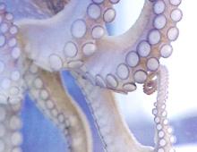 Und genau das ist die Frage: Der wissenschaftliche Name verrät es: Octopus bedeutet achtarmig.