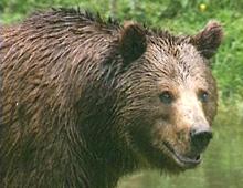 Braunbär Ursus arctos Braunbären sind zwar hübsch anzusehen, aber wenn man ihnen zu Nahe kommt, können sie ganz schön ungemütlich werden!