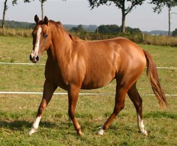 57 Peppys Sunshine Quarter Horse Stute, 4 Jahre, red dun, 1,49 m Das Nachwuchsturnierpferd für Sie, oder Ihre Kids.