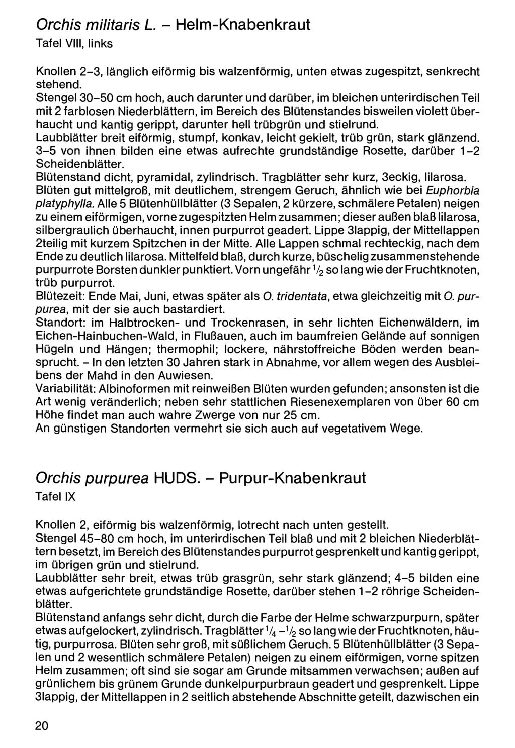 Orchis militaris L. - Helm-Knabenkraut Tafel VIII, links Zool.-Bot. Ges. Österreich, Austria; download unter www.biologiezentrum.