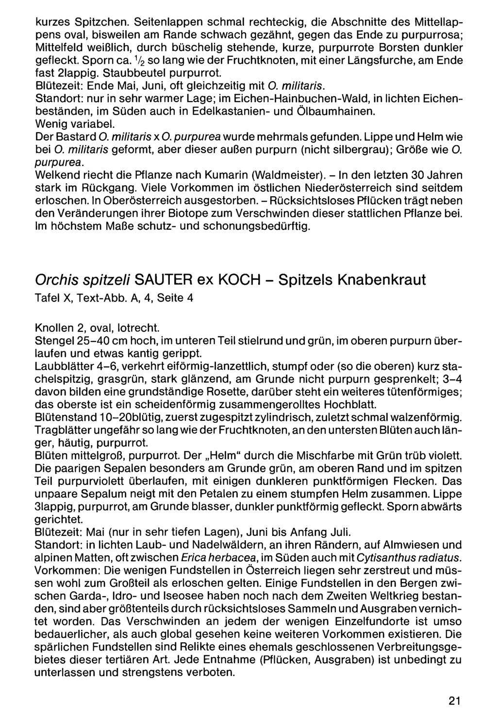 kurzes Spitzchen. Seitenlappen Zool.-Bot. Ges. Österreich, schmal Austria; download rechteckig, unter www.biologiezentrum.