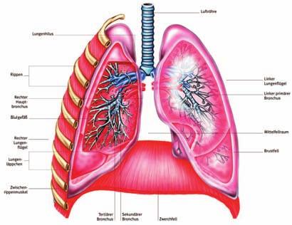 Mögliche Folgen des Mangels Lunge Die häufigste Folge des Alpha- 1-Antitrypsin-Mangels ist eine Erkrankung der Lunge.