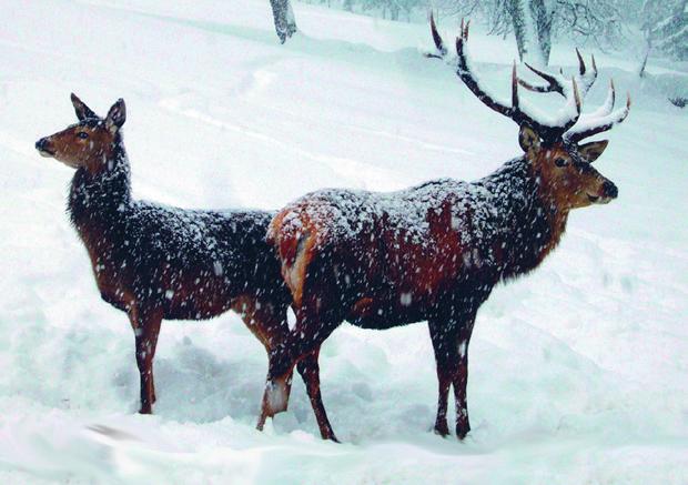 Februar 2014, geht es mit den Schneeschuhen in den Wald unterhalb des Rachel, um mehr über die Lebensbedingungen der Tierwelt im Winter zu erfahren.