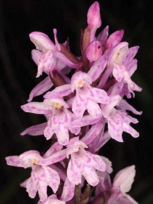 Gymnadenia odoratissima x