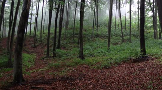 Begleite uns in die "Märchenwelt Wald! Ein Tag im Reich der Bäume, Moose und Farne... Fast die Hälfte Tirols ist von Wäldern bedeckt.