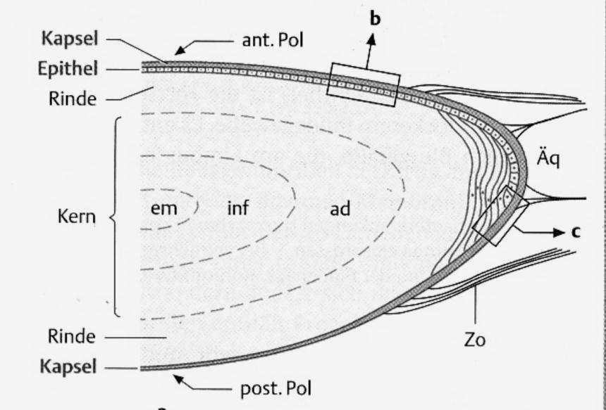 Abb. 15: Schaltplan der Netzhaut aus: A. Stevens, J. Lowe: Histologie; übersetzt von K. Tiedemann; VCH Verlag 1992 Linse: Abb.