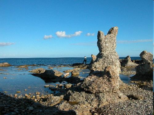 Stromatoporen Den Schwämmen
