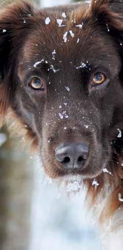 season heisse tipps für kalte schnauzen Hunde sollten keinen Schnee fressen! Die eiskalte Kost kann eine Schneegastritis verursachen, die sich durch Durchfall und Erbrechen äußert.