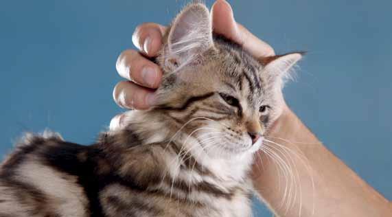 Auch das Um-die-Beine- Streichen kommt von daher: Katzen, die einander mögen, reiben sich aneinander und tauschen dabei ihre Duftsignale aus.