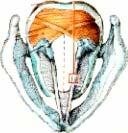 Die erste Stelle, an eine artige Modulation erfolgen kann, ist Kehlkopf o Larynx (Adj. laryngal). Der larnygale Prozeß,, um den es sich hier vorrangig handelt, wird Phonation genannt.