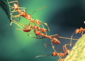 III Tiere Beitrag 21 Ameisen ein Leben im Insektenstaat (Kl.