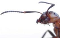 III Tiere Beitrag 21 Ameisen ein Leben im Insektenstaat (Kl. 5/6) 11 von 26 Welche gemeinsamen Merkmale haben Insekten?