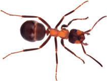 Da bei Ameisen das erste Segment des Hinterleibs mit dem Körper verwachsen ist, nennt man die drei Abschnitte bei Ameisen Kopf, Mittelleib und Hinterleib.