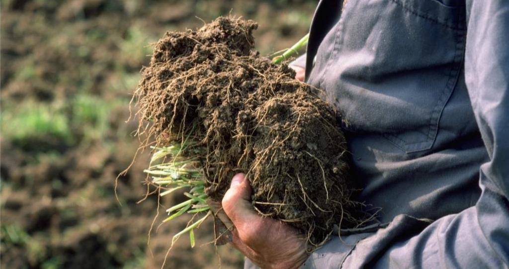 ZIELE DES RESSOURCENPROGRAMMS HUMUS Sicherstellung der Bodenfruchtbarkeit von Ackerböden Wissen erarbeiten