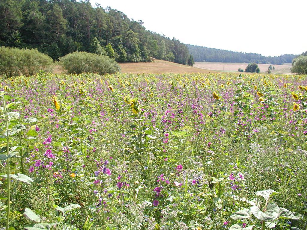 Das Bayerische Kulturlandschaftsprogramm B48: Blühflächen an Waldrändern und in der Feldflur Begrenzung auf 3 ha pro Betrieb Kombination mit Greening-Brache möglich