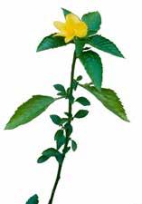 Damiana Heilpflanze mit langer Tradition Geschichte: Die Verwendung von Damiana in der Pflanzenmedizin hat eine sehr lange Tradition.