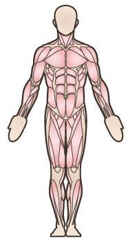 Schwimmen in Bauchlage Körpermitte: Rückenmuskulatur Bauchlage, Arme und