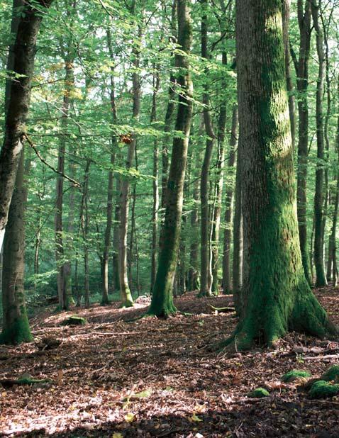 Vor 20 Jahren wurde dieses Gebiet im hessischen Rothaargebirge als möglicher hessischer Wald- Nationalpark in Betracht gezogen, der dann später am Edersee umgesetzt wurde.