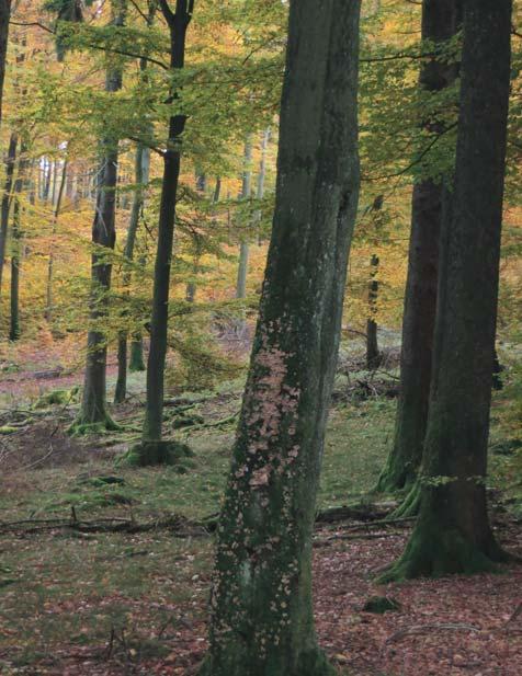 Die einzigartige Naturlandschaft bei Königstein bietet verwunschene Wälder im hohen Mittelgebirge, herrliche Ausblicke, bizarre Felsformationen und ist gleichzeitig durch das UNESCO- Weltkulturerbe