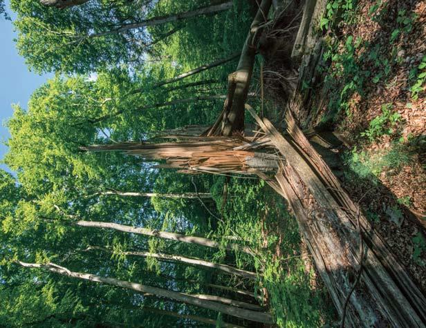 Insbesondere im Naturwaldreservat entlang des Hegbachs können markante Baumtypen und urwaldähnliche Strukturen mit hohem Totholzvorrat bewundert werden.