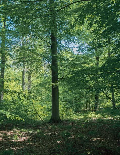 Wissenschaftliche Untersuchungen belegen eindrücklich den hohen Wert des 472 Hektar großen Gebietes für die Artenvielfalt in Hessen und zeigen die besondere Rolle der sehr alten Buchen- und