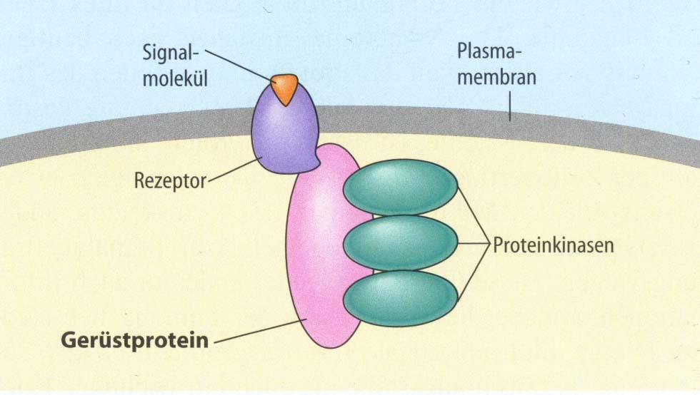 Gerüstproteine: