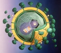(VOLLSTÄNDIGE) VIRUZIDIE Wirksam gegen behüllte und unbehüllte Viren Virale Gastroenteritiden: Adenovirus Serotyp 40 und 41, Norovirus, Rotavirus Respiratorische Infekte: Adenovirus Serotyp 7
