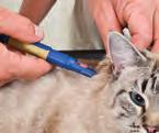 Nach einigen Wochen der Behandlung wird Ihr Tierarzt den Fort schritt Ihres Haustieres und den Glukose spiegel im Blut noch einmal überprüfen und eventuell die Insulin-Dosis anpassen, um eine