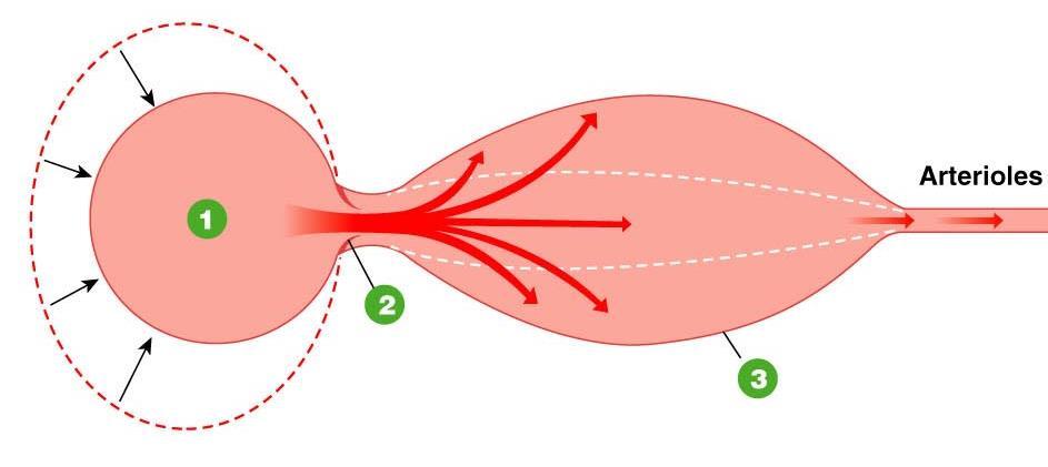 Windkesselfunktion der Aorta Die Gefäßwand ist elastisch Eine Pulswelle breitet sich über die