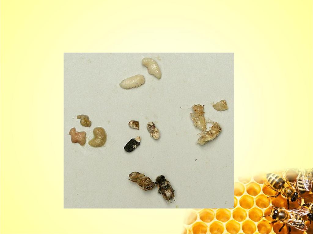 Kontrolle des Flugbrettes am frühen Morgen gesunde Bienenlarven Kalkbrut kranke Larven Verdacht auf