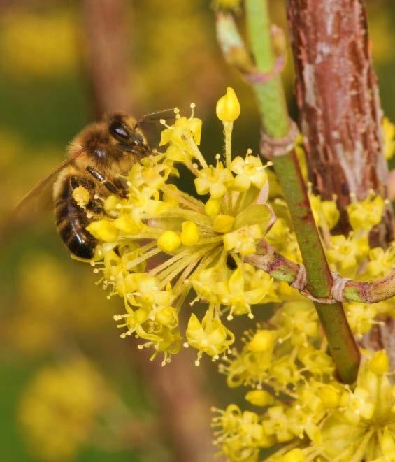 Zum Nachdenken Wer seinen Wohlstand vermehren möchte, der sollte sich an den Bienen ein Beispiel nehmen.