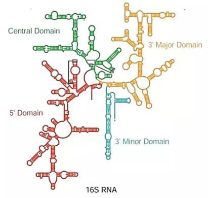 Sie selbst wiederum werden aus speziellen ribosomalen Proteinen gebildet, die sich zu einer großen und einer kleinen Untereinheit formieren.