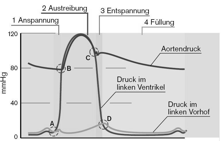 Änderung des Volumens Herzzyklus Laplace-Beziehung P = K 2d r 140 P: Innendruck K: Wandspannung d: Wanddicke r: Radius 70 R R