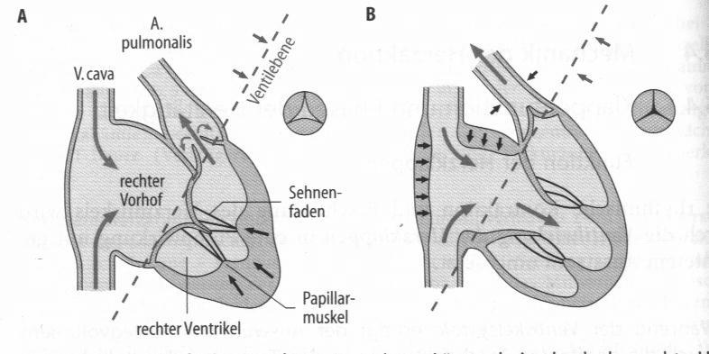 Ventilebenen-Mechanismus Systole Diastole Einfluss der Herzfrequenz auf die Herzdynamik Frequenz (min -1 ) Dauer der Systole (s) Dauer der Diastole (s) Relative Arbeitszeit (%) 70 150 0,28 0,25 0,58