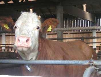 LANDWIRTSCHAFT BEISPIEL MILCHVIEHSTALLUNGEN 59 % Eigenverbrauch Beispiel Milchviehstall,150 Kühe, 20 kwp 15.01. 15.06.