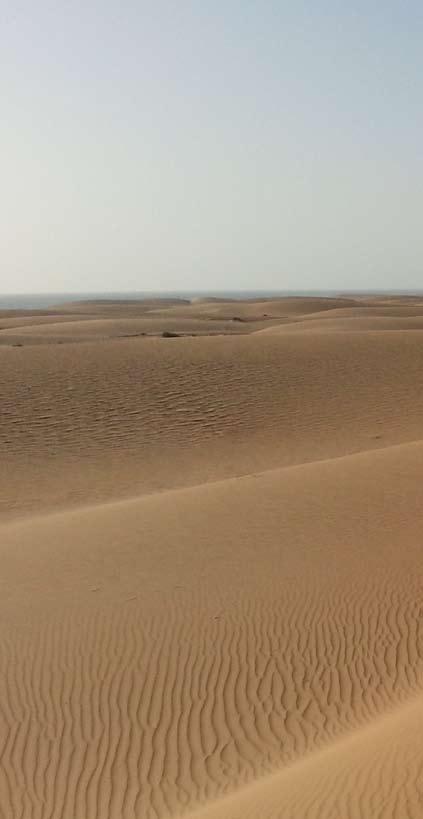 Dezemberrallye 2012 Dust and Diesel AEPN TAG 13 Sahara - Banc d Arguin Es geht weiter Off-Road durch den Nationalpark Banc d Arguin, der zum UNESCO-Weltnaturerbe gehört.