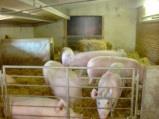 Schulte Sutrum VBZL Haus Düsse, SB Schweinehaltung Mögliche Produktionsabläufe Keine Stresssituation für die Sauen Implantation Resorption