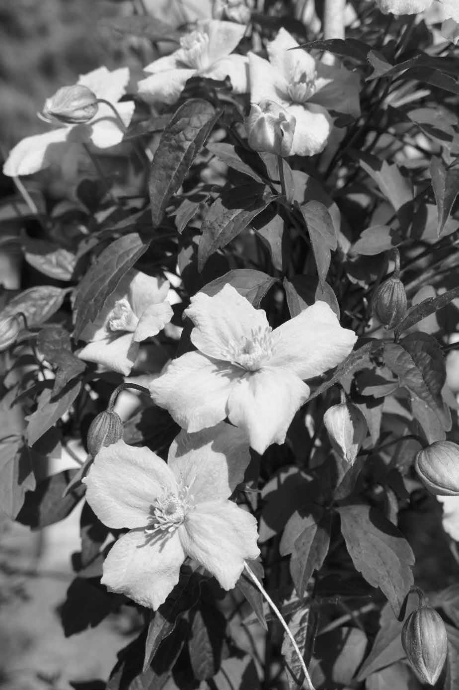 Roses Du Jardin Cheneland Hydrangea Paniculata Pinky Winky