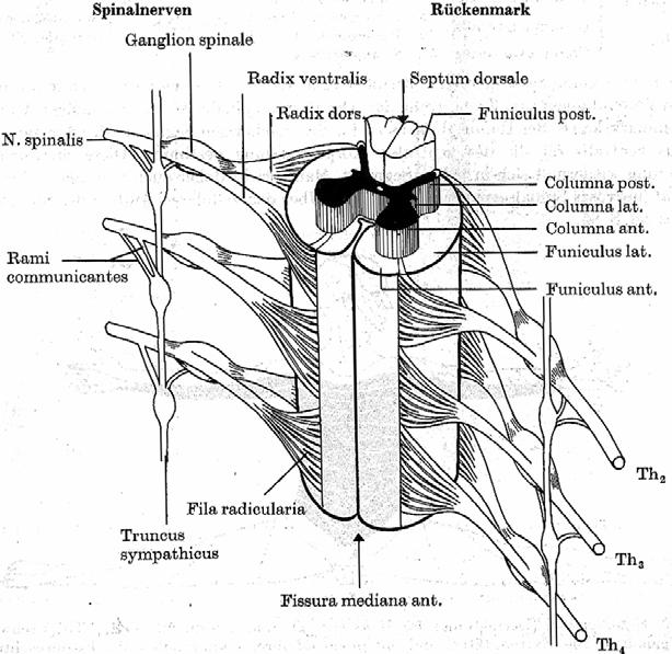 Gemeinsame motorische Endstrecke Gemeinsame Endstrecke für f r Skelettmuskulatur ist die große e Vorderhornzelle ( -Motoneuron( Motoneuron)