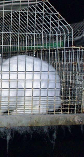 Kaninchen, die wie Legehennen in Käfigbatterien leben müssen, leiden unter körperlichen Schäden und schweren Verhaltensstörungen.