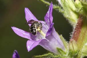 Blütenpräferenzen 37% sammeln Pollen