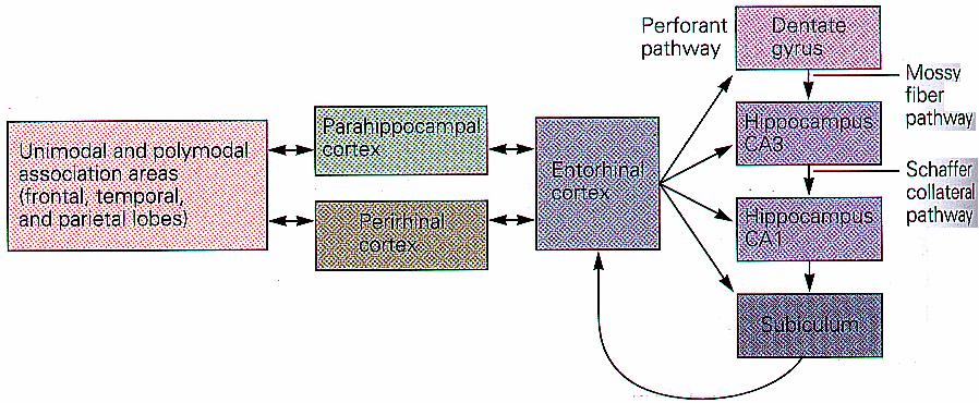 Wie funktioniert der Hippocampus bei der Gedächtnisbildung? I.