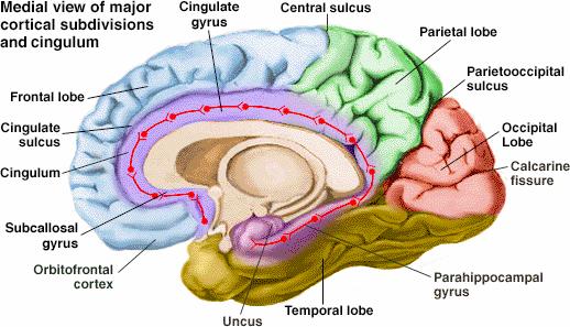 mit Verbindungen zum Hypothalamus und Gyrus cinguli beeinflußt endokrines, viscerales und emotionales Geschehen; wichtige Rolle