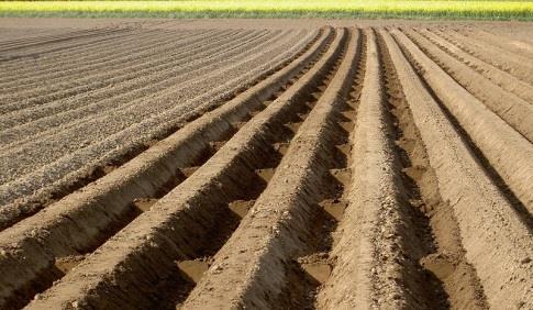 Querdämme für Kartoffeln (M18) o Für erosionsgefährdete Parzellen im Kartoffelanbau kann eine